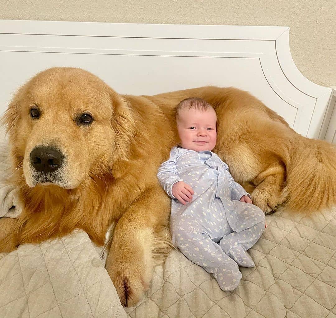 DỊCH VỤ HUẤN LUYỆN CHÓ GOLDEN TẠI HÀ NỘI.